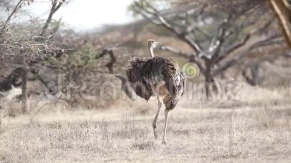 索马里鸵鸟在热带草原行走和觅食视频的预览图