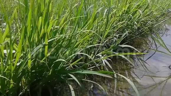 水和高大的小草视频的预览图