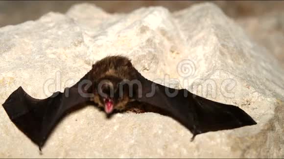 在洞穴里栖息蝙蝠视频的预览图