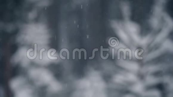 雪与焦点树视频的预览图