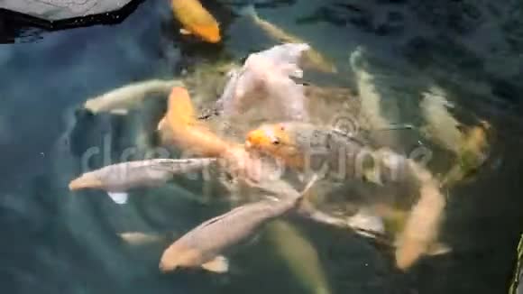 池中的锦鲤鱼视频的预览图