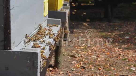 蜂巢入口处的降落处蜜蜂飞来飞去视频的预览图