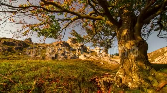岩石上的秋树视频的预览图