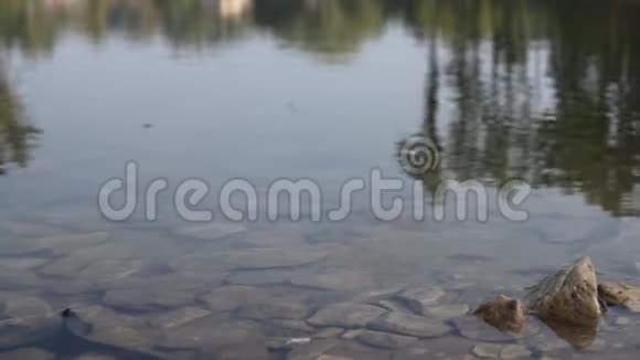 池塘里的石头视频的预览图