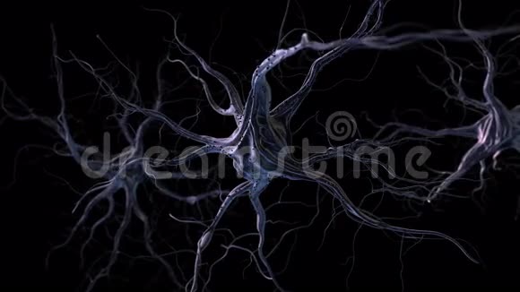 神经元视频的预览图