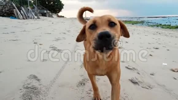 在巴厘岛狗追着摄像机跑视频的预览图