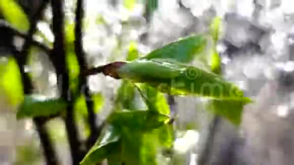 春天的雨滴在第一片叶子上慢动作视频的预览图