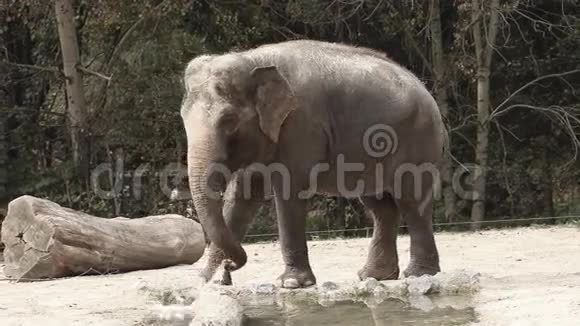 一头在动物园散步的迷人的动物大象的广角镜头视频的预览图