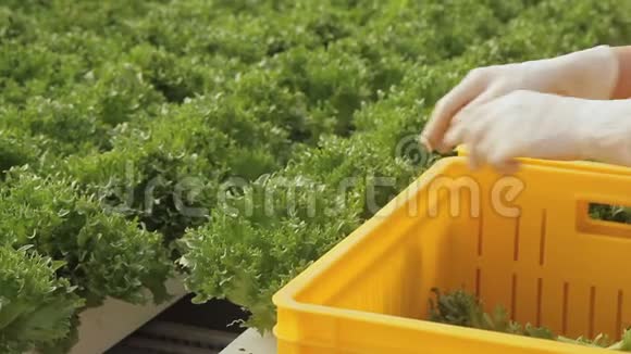女人把装有生菜沙拉的容器放在地上然后转到黄色的盒子里视频的预览图