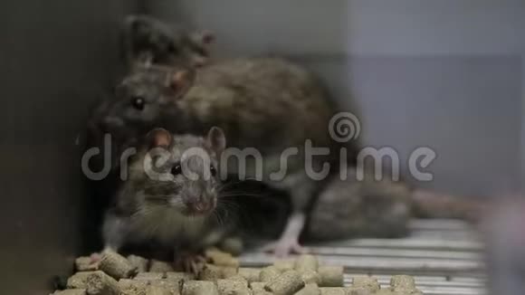 笼子里的老鼠视频的预览图