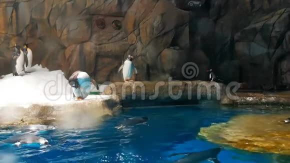 企鹅在动物园玩视频的预览图