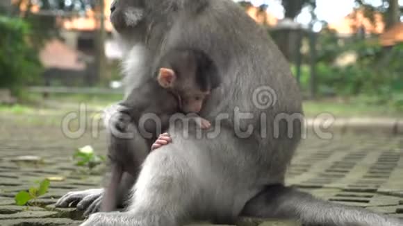 带着婴儿在公园里休息的猕猴视频的预览图