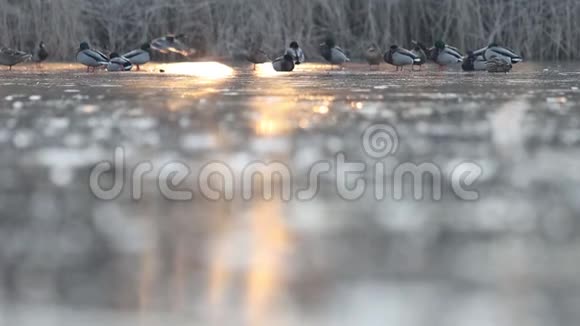 鸭子在城市公园的冰上休息视频的预览图