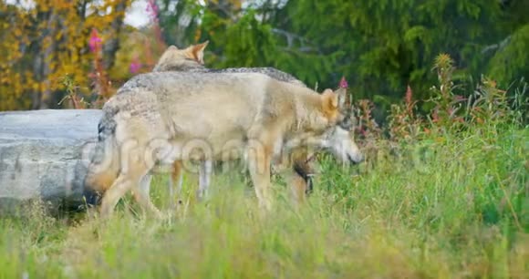 一群狼中的两只狼在森林里散步视频的预览图