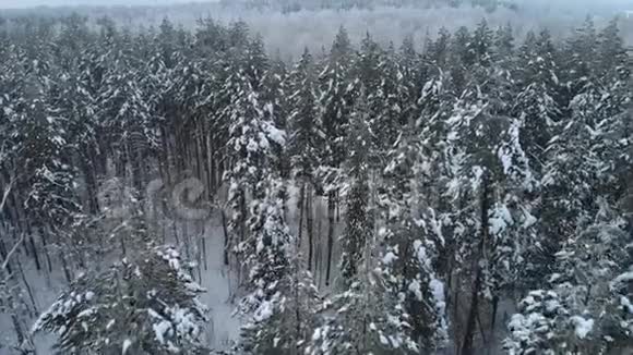 自由冬松林视频的预览图