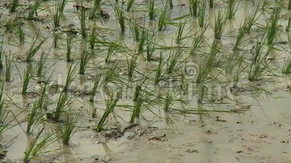 种在泥浆2中的水稻视频的预览图