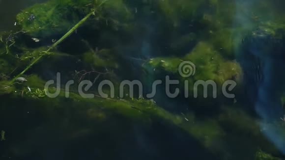 湖中绿藻视频的预览图