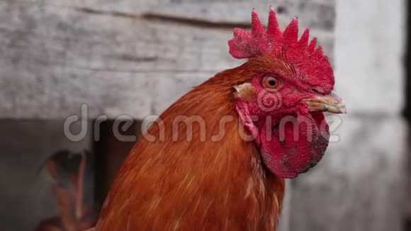 红鸡摇摇头视频的预览图