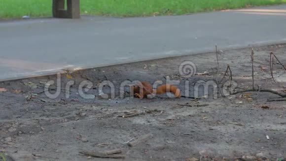 一只松鼠喝水视频的预览图