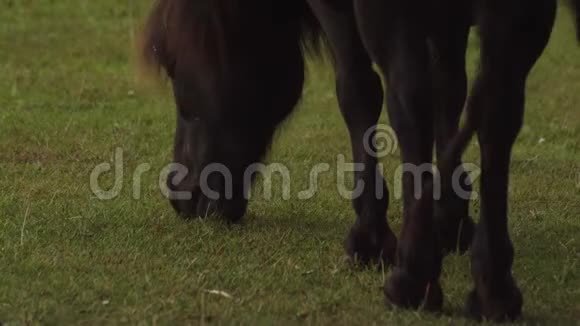 深棕色的小马在吃草视频的预览图