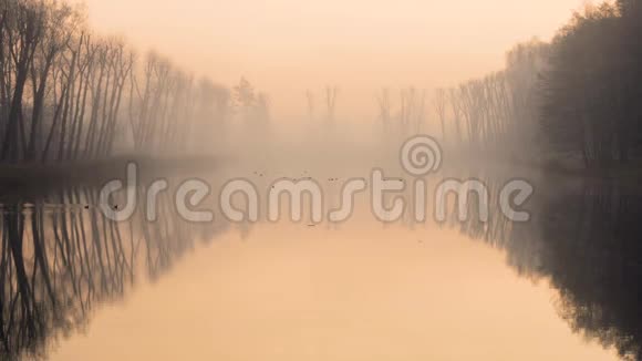 雾天早上在湖上和鸭子视频的预览图