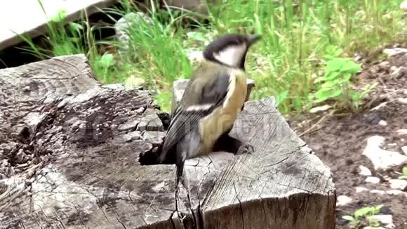 一只小鸟离开蜂巢视频的预览图