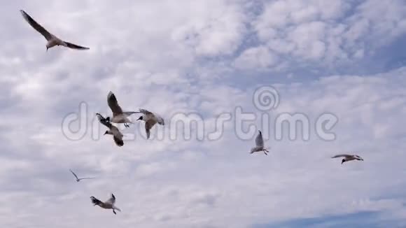 海鸥群和逆风视频的预览图