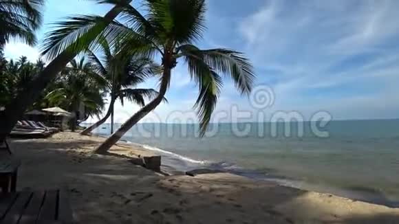 海滩和大海上的棕榈树视频的预览图