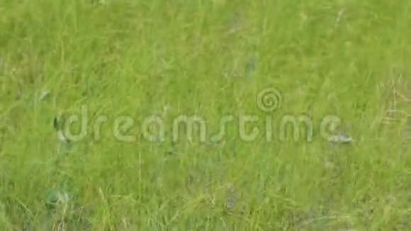 草地上的草在风中摇曳视频的预览图