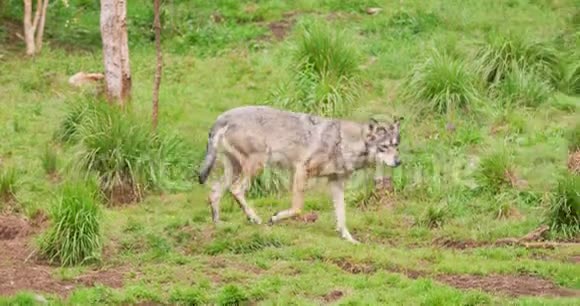 狼在森林里野外行走视频的预览图