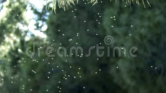 自然界空气中的小昆虫视频的预览图