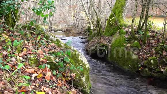 溪在秋林中视频的预览图