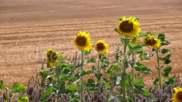 大自然田野里的向日葵和风视频的预览图
