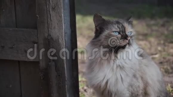 猫进谷仓视频的预览图