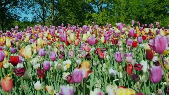 基肯霍夫公园的一个大花坛和五颜六色的郁金香起重机视频的预览图