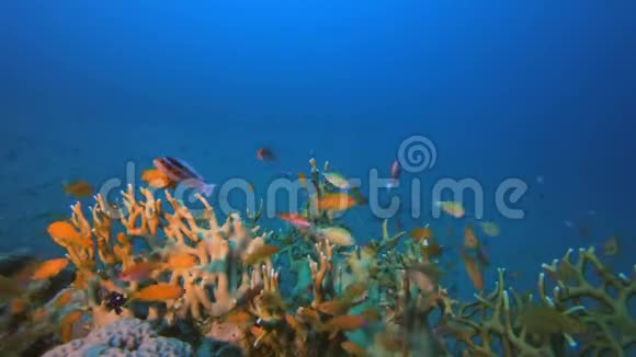 火珊瑚和橙色的鱼视频的预览图