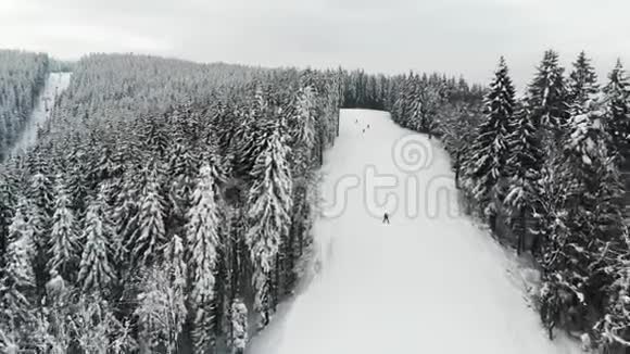 冬季冷杉之间的滑雪道视频的预览图