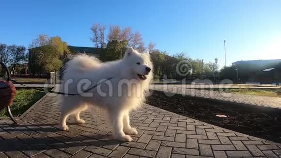 白狗在街上叫视频的预览图