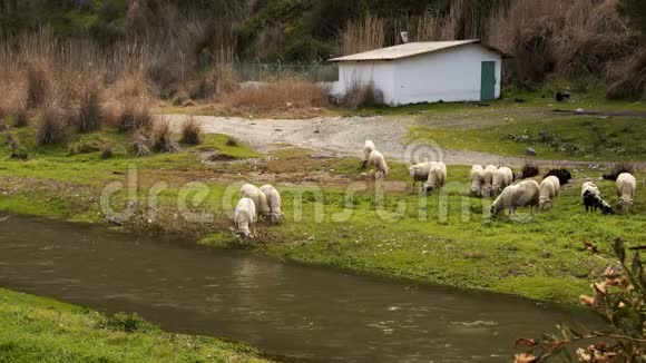 哺乳动物绵羊与河流视频的预览图