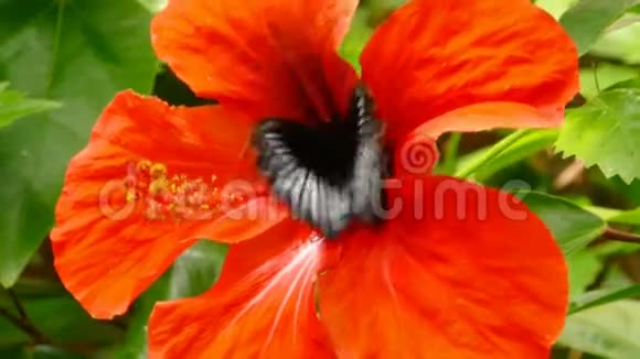 蝴蝶红花视频的预览图