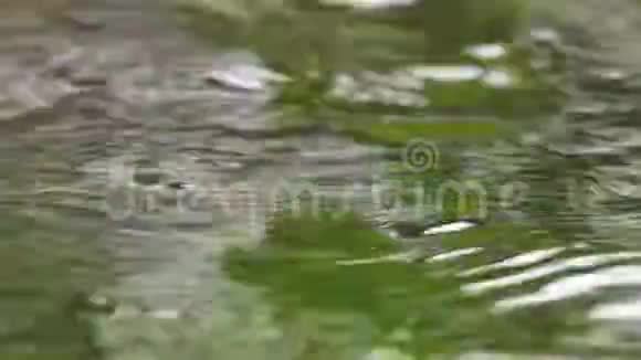 从一滴雨水中喷洒视频的预览图