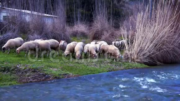 哺乳动物绵羊与河流视频的预览图