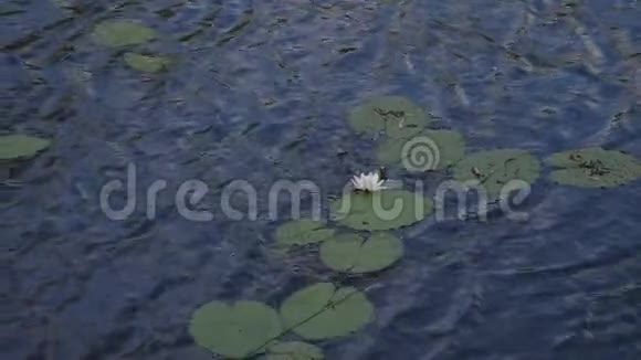 水面上的一片睡莲视频的预览图