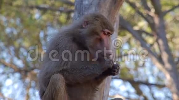 狒狒猴子吃花生视频的预览图