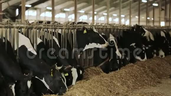 奶牛场的奶牛吃干草视频的预览图