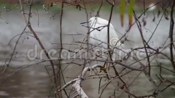 一只巨大的白鹭站在路易斯安那州大学附近湖边的树枝上视频的预览图
