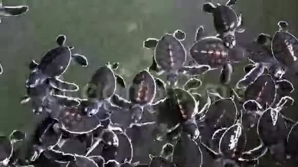小海龟视频的预览图