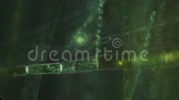 闪烁的藻类吡喃视频的预览图