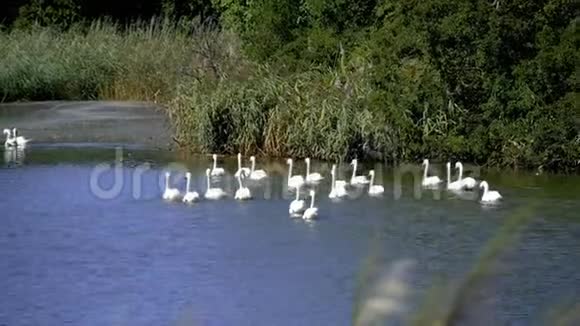 池塘里的一群天鹅视频的预览图