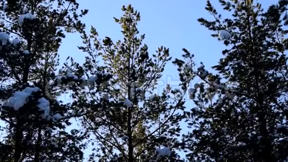 冬天的森林和树上的鸟视频的预览图